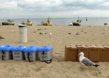 Były niezgrabnymi podlotami, po rehabilitacji zmieniły się w piękne ptaki. Mewy na wolności w Sopocie