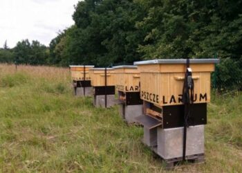 Brawo CH Osowa!!! Przy centrum handlowym powstała pasieka miejska