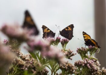 Chaszcze zamiast rabatek. W Babimdole znaleźliśmy nietypowy ogród. Zobacz 13 magicznych zdjęć z Farmy Motyli