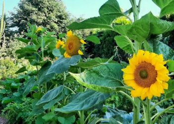 „Dbam o bioróżnorodność w trosce o planetę” – Dorota Kobierowska o swoim ogrodzie permakulturowym