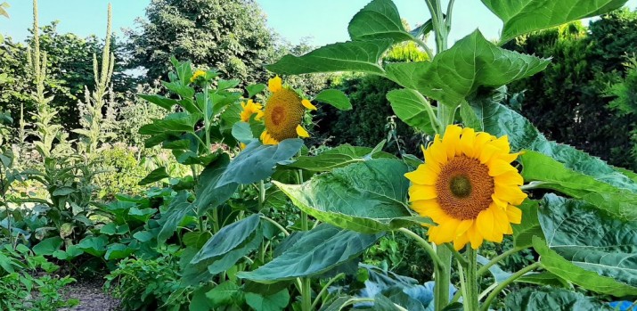 „Dbam o bioróżnorodność w trosce o planetę” – Dorota Kobierowska o swoim ogrodzie permakulturowym