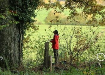 Julia Kończak, poetka i dendrolog wyjaśnia, co wynika z prześwietlania drzew i dlaczego ich środek może być pusty