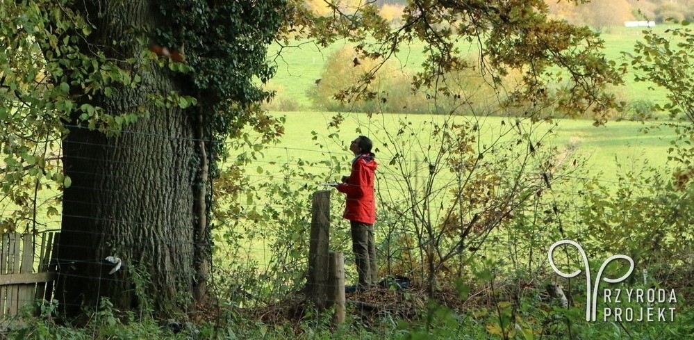 Julia Kończak, poetka i dendrolog wyjaśnia, co wynika z prześwietlania drzew i dlaczego ich środek może być pusty