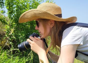 Pszczołom często pomagamy bez sensu: lepiej już nic nie robić, przyroda lubi bałagan