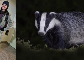 Zaciesz Katarzyny Skakuj po udanym dziczeniu na borsuka