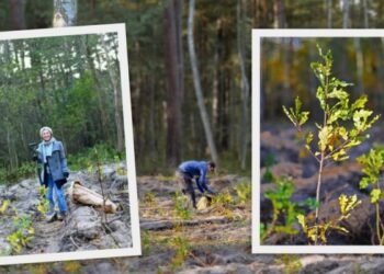 Wyczesali las i stworzyli kalendarz, który zasadził 2020 drzew w 2020 roku. Finał akcji