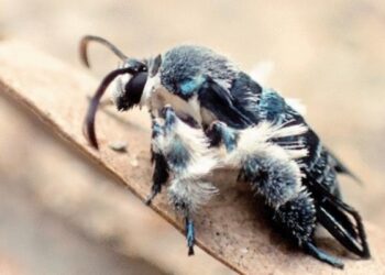 Odkrywczyni niezwykłych motyli, laureatka Nagrody Uphagena, Marta Skowron Volponi w naszym studio