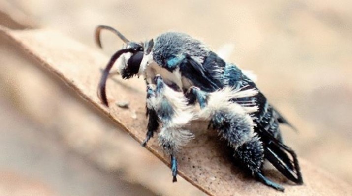 Odkrywczyni niezwykłych motyli, laureatka Nagrody Uphagena, Marta Skowron Volponi w naszym studio