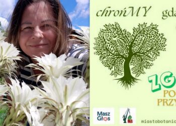 Marzena Mruk zbiera opowieści o drzewach i ludziach