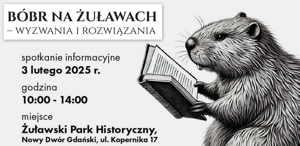 Bóbr na Żuławach – wyzwania i rozwiązania