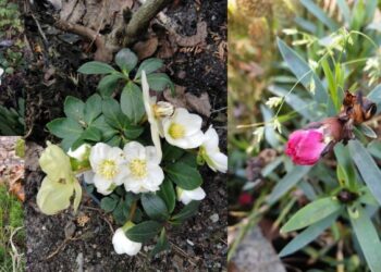 Zimy będą, ale już nie takie jak dawniej. Rozmowa z klimatologiem o ciepłym i bezśnieżnym styczniu