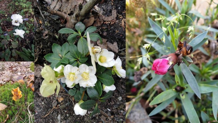 Zimy będą, ale już nie takie jak dawniej. Rozmowa z klimatologiem o ciepłym i bezśnieżnym styczniu
