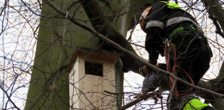 Transport sów do budki lęgowej
