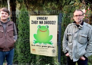 Co robią traszki górskie nad morzem? Odkrycie biologów w Dolinie Radości
