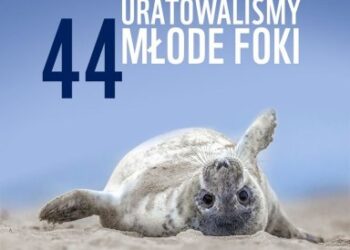 Uwaga młode foki na plażach! Apel Michała Krause, lidera Błękitnego Patrolu WWF