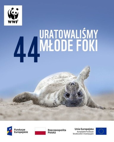 Uwaga młode foki na plażach! Apel Michała Krause, lidera Błękitnego Patrolu WWF