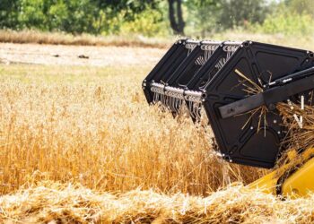 Zakaz wwozu ukraińskiego zboża wpłynie na ceny produktów? „Firmy muszą rozsądniej kupować”