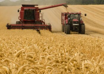 Na rynku światowym tanieje zboże. „To będzie miało wpływ na cenę różnych produktów”