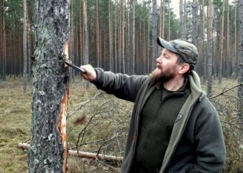 Jemioła na sośnie coraz chętniej rośnie. Na szczęście na Pomorzu to rzadki obrazek
