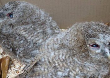 Optymistyczna historia sopockich sów z happy endem i morałem