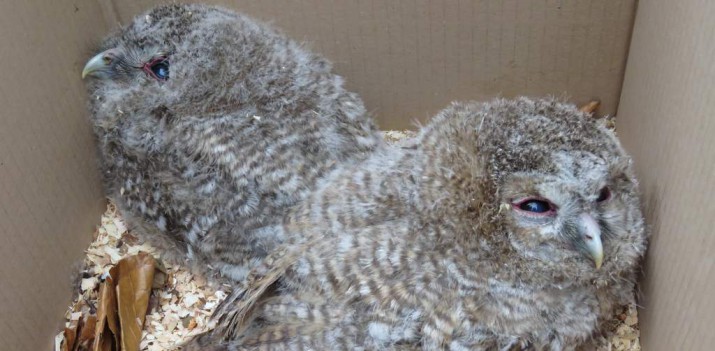 Optymistyczna historia sopockich sów z happy endem i morałem