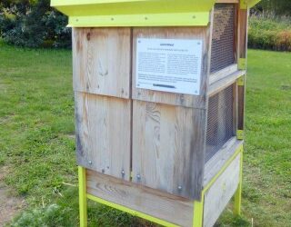 Zapylaj na strony Greenpeace i adoptuj pszczołę