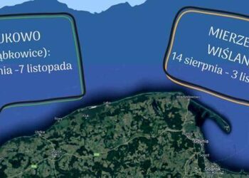 Wybierz się na obóz ornitologiczny. Akcja Bałtycka ma propozycję dla amatorów obserwowania ptaków