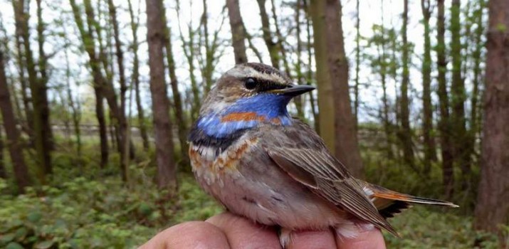 akcja bałtycka podróżniczek
