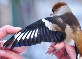 Ruszyła Akcja Karmnik. Zapraszamy na spotkania z ornitologami