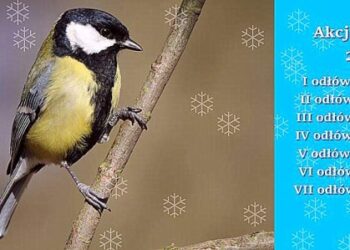 Akcja Karmnik trwa. Zobacz jak ornitolodzy obrączkują ptaki