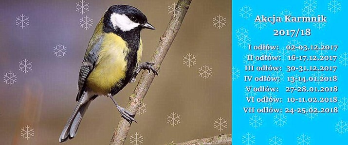 Akcja Karmnik trwa. Zobacz jak ornitolodzy obrączkują ptaki