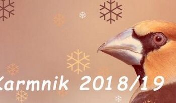 Akcja Karmnik i obrączkarskie ciekawostki w rozmowie z Sabiną Kaszak