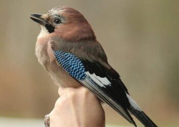 Pooglądaj obrączkowanie ptaków w ZOO. Akcja Karmnik co dwa tygodnie
