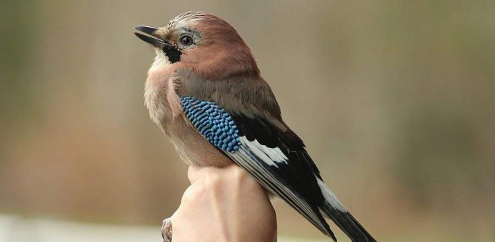 Pooglądaj obrączkowanie ptaków w ZOO. Akcja Karmnik co dwa tygodnie