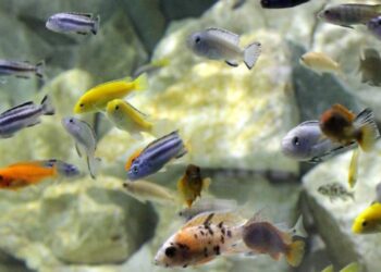 Czy można mieć w domu taaaakie akwarium? Podobno amatorzy budują nawet większe niż na UG