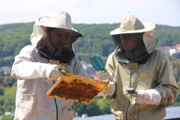 Odwiedzamy pszczoły żyjące na 13 piętrze gdańskiego biurowca