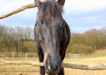 Babka jak jest każdy widzi. Wzbudza respekt, uznanie, wzruszenie