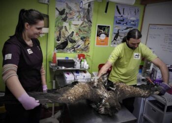 Bielik zjadł kota i wylądował w szpitalu oraz inne historie z Ostoi