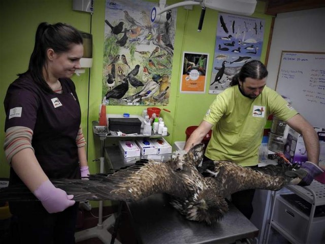 Bielik zjadł kota i wylądował w szpitalu oraz inne historie z Ostoi