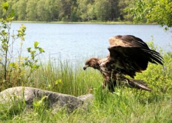 Halina zjadła kota, chorowała i odleciała. Finał historii bielika leczonego w Ostoi