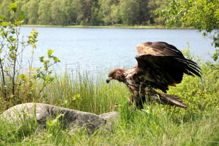 Halina zjadła kota, chorowała i odleciała. Finał historii bielika leczonego w Ostoi