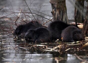 Bóbr – pracowity mąciowoda, genialne zdjęcia i gawędziarska opowieść o tajemniczych zwierzętach