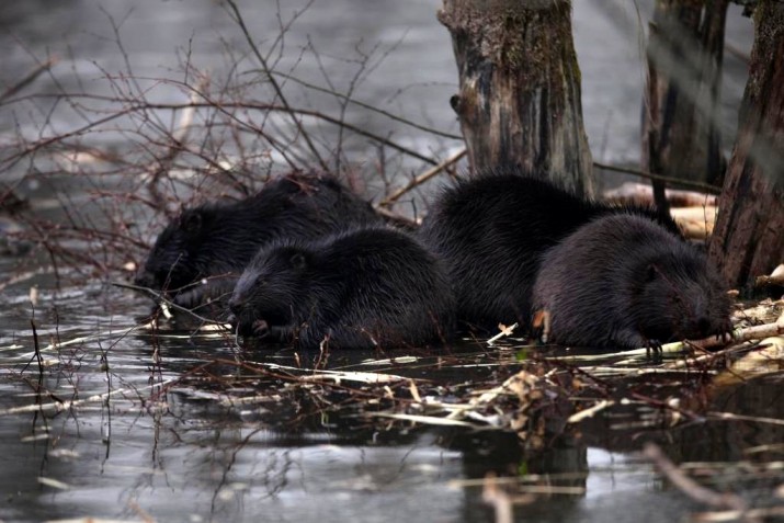 Bóbr – pracowity mąciowoda, genialne zdjęcia i gawędziarska opowieść o tajemniczych zwierzętach