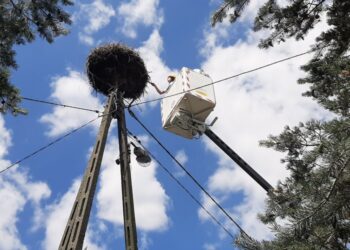 Wiesław Zbroiński: „Mam kota na punkcie bocianów, nic nie poradzisz”