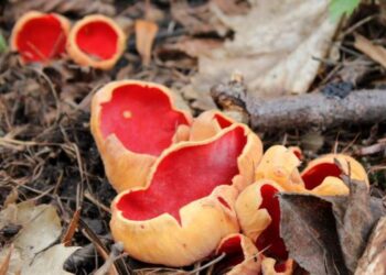 Na grzyby warto wybrać się też wiosną! Zobaczcie jakie ładne czarki rosną w Oliwie