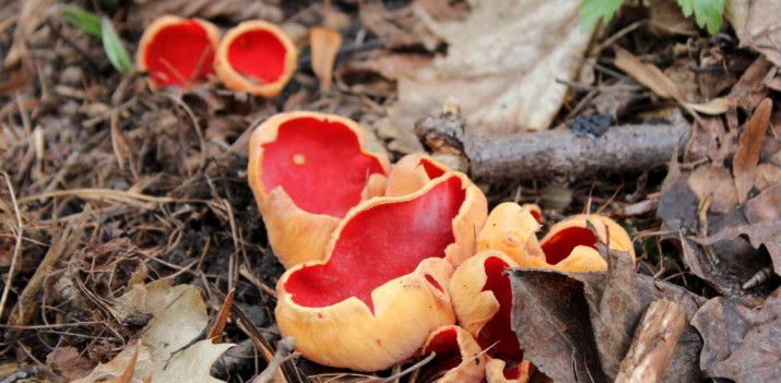 Na grzyby warto wybrać się też wiosną! Zobaczcie jakie ładne czarki rosną w Oliwie