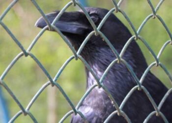 No to fruuuuu… Kruk Caruso z Białogóry, leczony w stadninie koni, odzyskał wolność