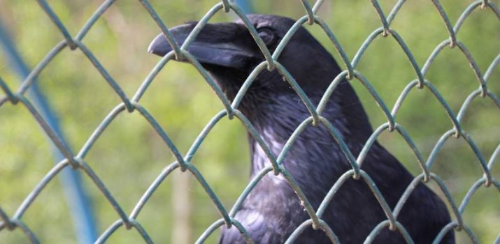 No to fruuuuu… Kruk Caruso z Białogóry, leczony w stadninie koni, odzyskał wolność