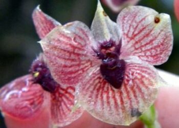 Storczykom ze mnią trudno wytrzymać – mówi z uśmiechem badaczka orchidei Marta Kolanowska