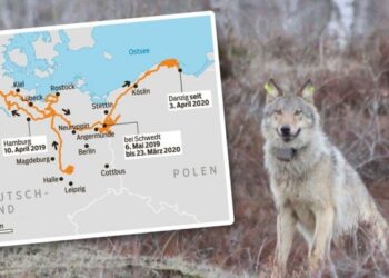 Złapać wilka podobno warto i nie chodzi o siedzenie na zimnym kamieniu, tylko o naukę